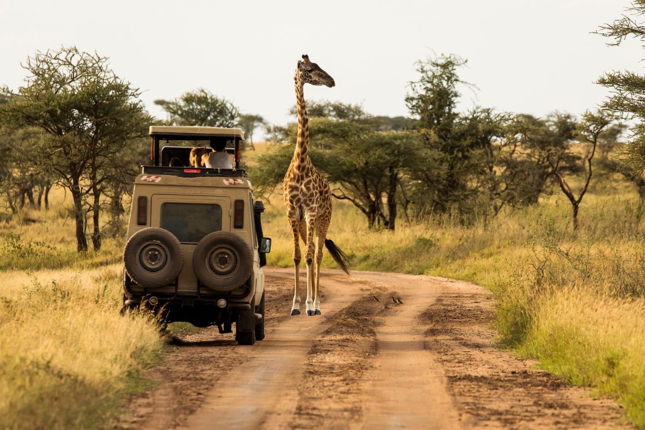 Giraffe auf einer staubigen Straße im Serengeti-Nationalpark, neben einem Geländewagen während einer Tansania Safari.