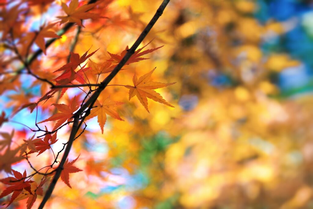 Nahaufnahme von roten und orangefarbenen Ahornblättern im Herbst, mit einem weichen, goldenen Bokeh-Hintergrund.